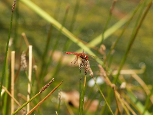 iNaturalist observation photo of Cardinal Meadowhawk