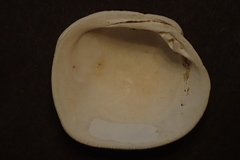 Irusella lamellifera