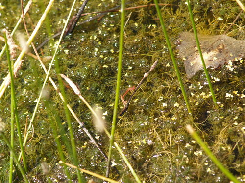 iNaturalist observation photo of Desert Firetail