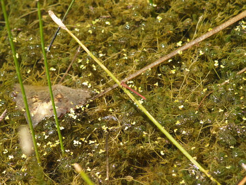 iNaturalist observation photo of Desert Firetail