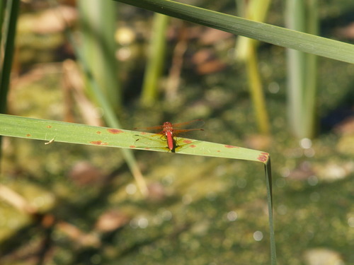 iNaturalist observation photo of Cardinal Meadowhawk