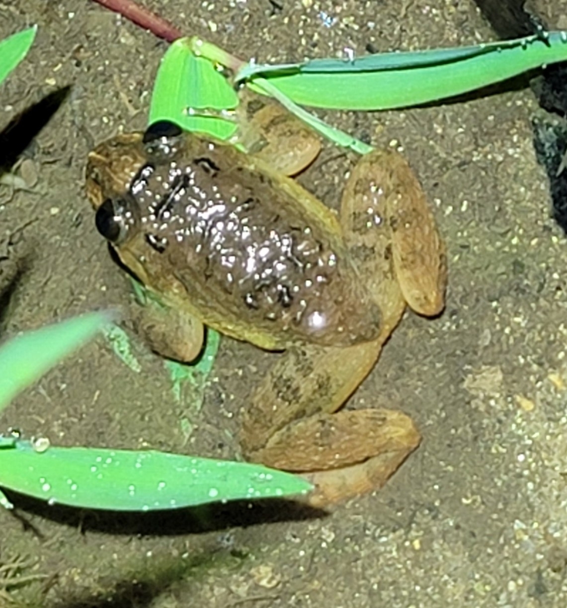Meowing Wrinkled Frog