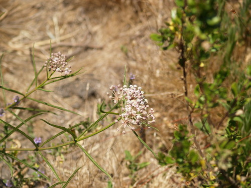 iNaturalist observation photo of narrowleaf milkweed