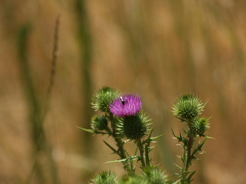 iNaturalist observation photo of Osmiini