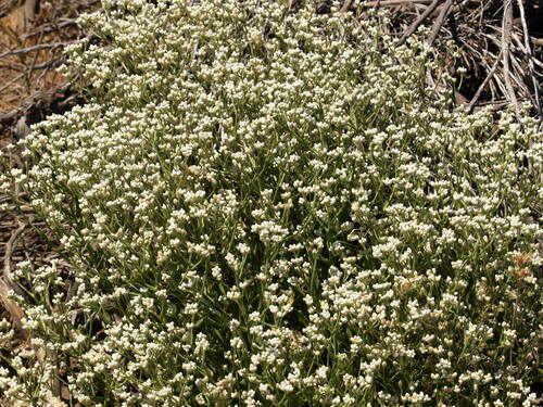 iNaturalist observation photo of California cudweed