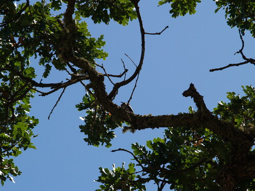 iNaturalist observation photo of Acorn Woodpecker