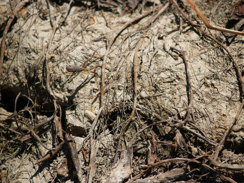 iNaturalist observation photo of Pacific chorus frog
