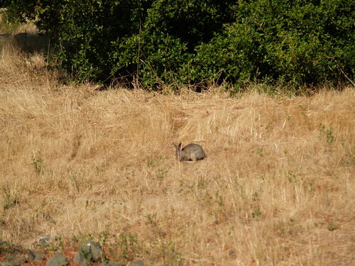 iNaturalist observation photo of Brush Rabbit