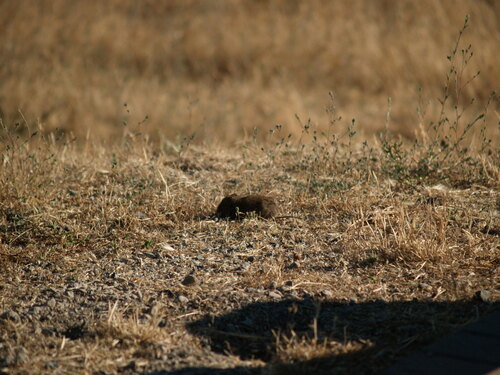 iNaturalist observation photo of California Vole
