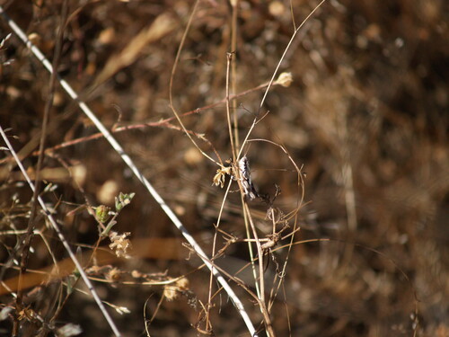 iNaturalist observation photo of Devastating Grasshopper