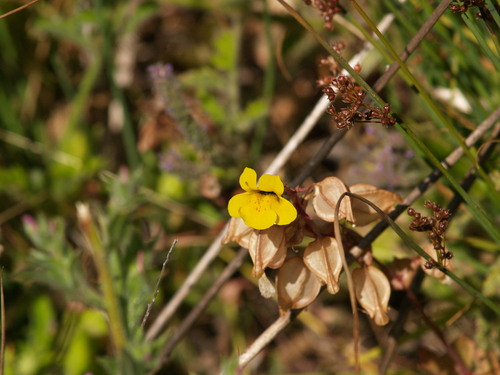 iNaturalist observation photo of seep monkeyflower