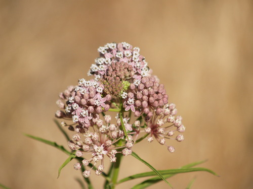 iNaturalist observation photo of narrowleaf milkweed
