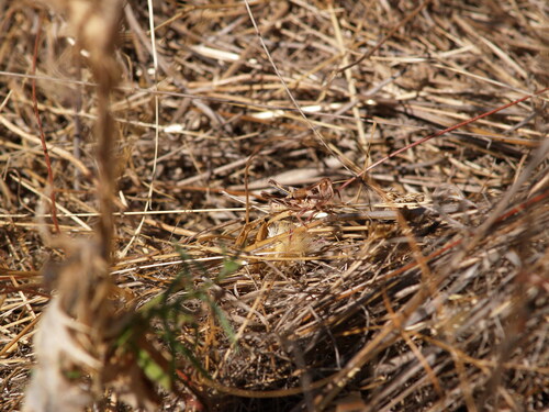 iNaturalist observation photo of Devastating Grasshopper