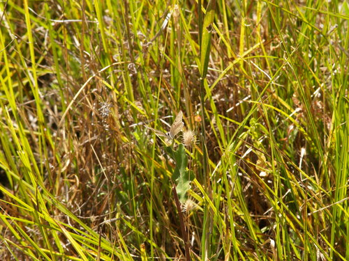 iNaturalist observation photo of Gorgon Copper