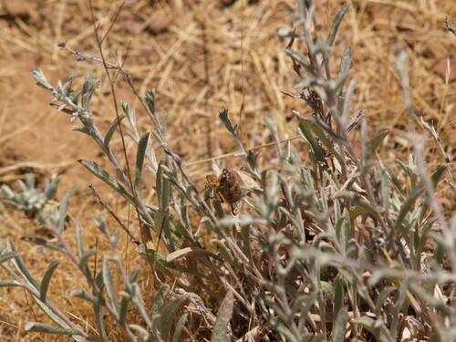 iNaturalist observation photo of Tibicinoides