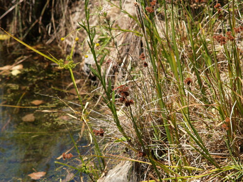 iNaturalist observation photo of Cardinal Meadowhawk