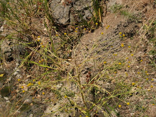 iNaturalist observation photo of Rosilla