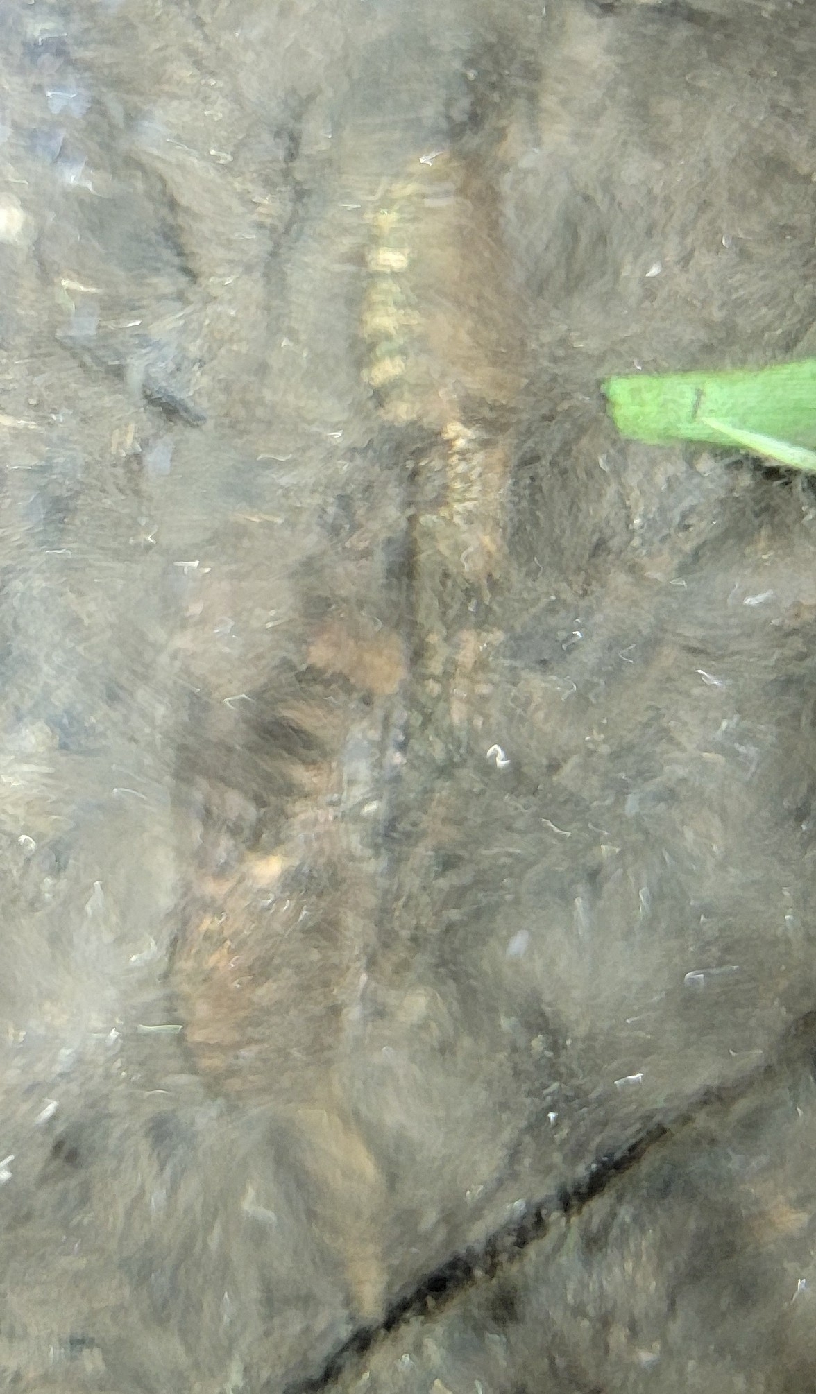 Meowing Wrinkled Frog