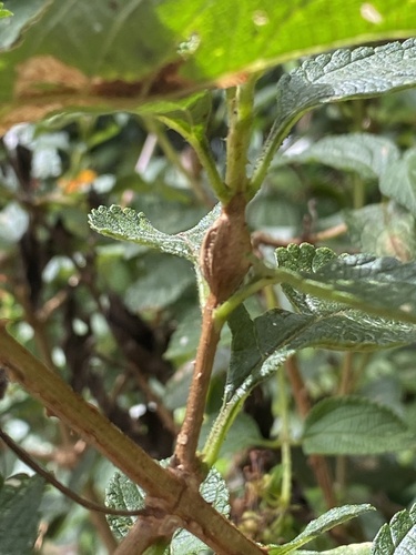 Eutreta xanthochaeta observed 2025-07-10