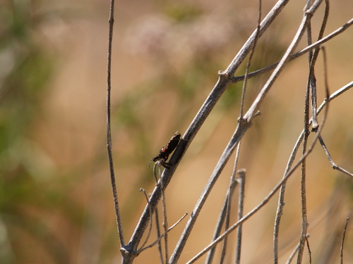 iNaturalist observation photo of California Bee Assassin