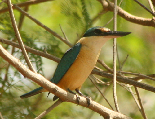 Todiramphus sanctus