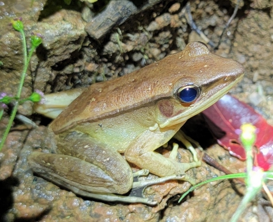 Common Golden-Backed Frog