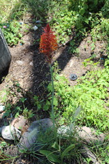 Dichromanthus cinnabarinus