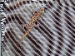 Pachydactylus scutatus