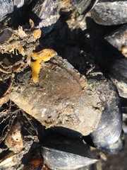 Conopeum tenuissimum