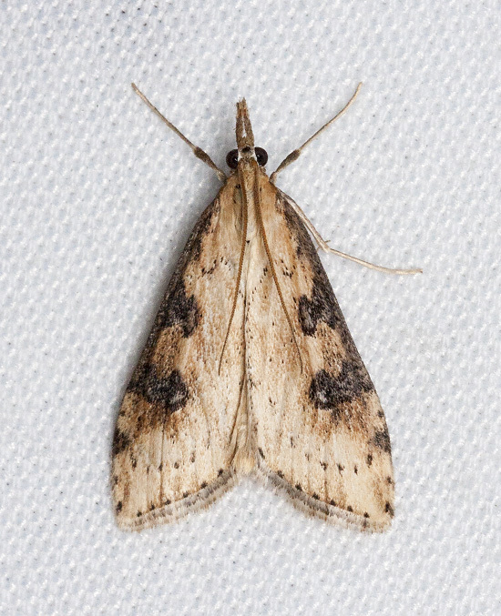 Udea itysalis