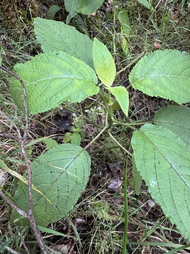 Hawai'i phyllostegia (Phyllostegia floribunda)