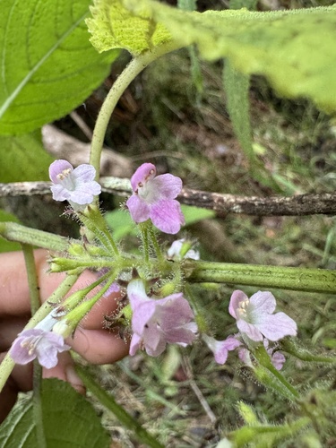 Phyllostegia floribunda