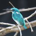 Small Blue Kingfisher - Photo (c) Aaron Maizlish, some rights reserved (CC BY-NC)