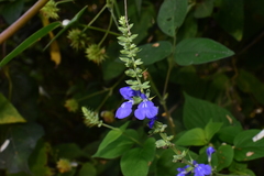 Salvia leptostachys