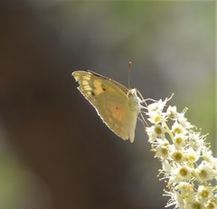 Colotis calais williami