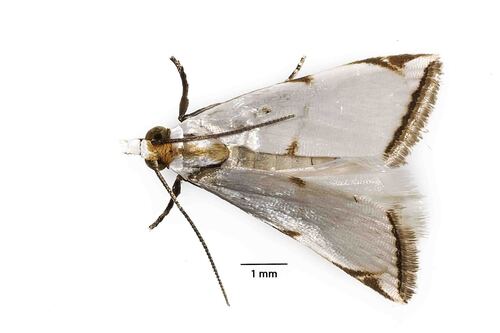 How to identify Argyria lacteella Fabricius, 1794