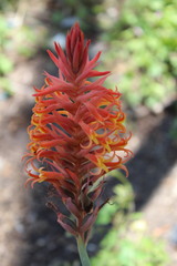 Dichromanthus cinnabarinus