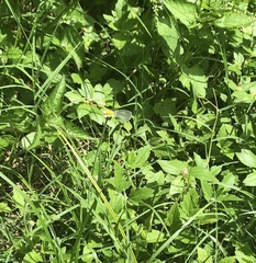 Eurema daira eugenia