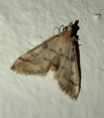 Metasia ophialis