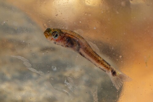 Pomatoschistus flavescens