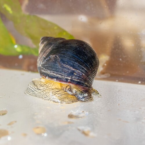 Littorina littorea
