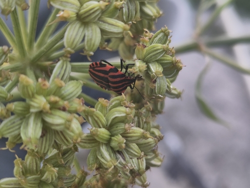 Graphosoma italicum italicum