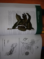 Nectandra smithii
