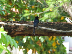 Dicrurus adsimilis