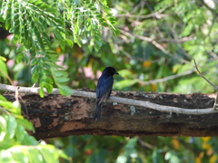 Dicrurus adsimilis