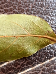 Nectandra smithii