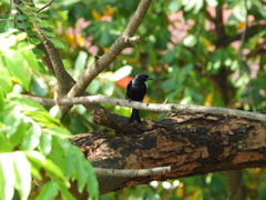 Dicrurus adsimilis