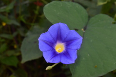 Ipomoea parasitica