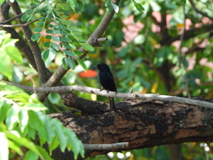 Dicrurus adsimilis