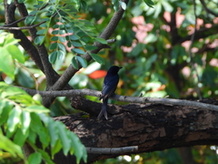 Dicrurus adsimilis